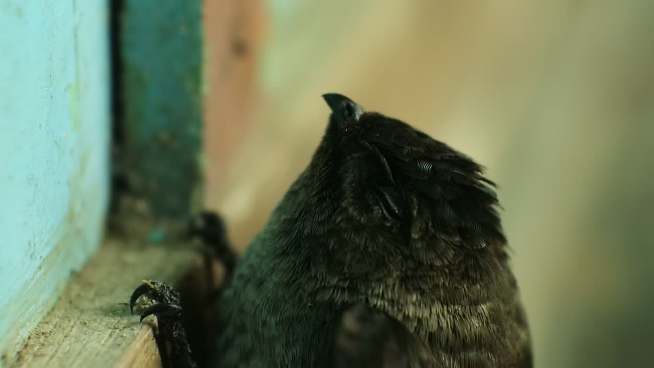 el pájaro sriti es un cognado de la golondrina