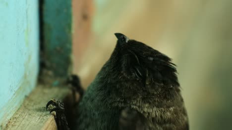 el pájaro sriti es un cognado de la golondrina