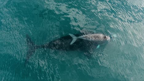 Una-Pequeña-Ballena-Gris-Sobre-La-Madre-Nadando-Pacíficamente-Con-Bonitos-Reflejos-En-La-Superficie-Del-Mar---Toma-Aérea-En-Cámara-Lenta