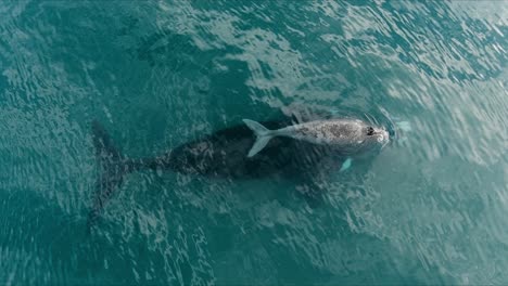a grey little whale above the mother swimming peacefully with nice reflections on the surface of the sea - aerial shot slowmo