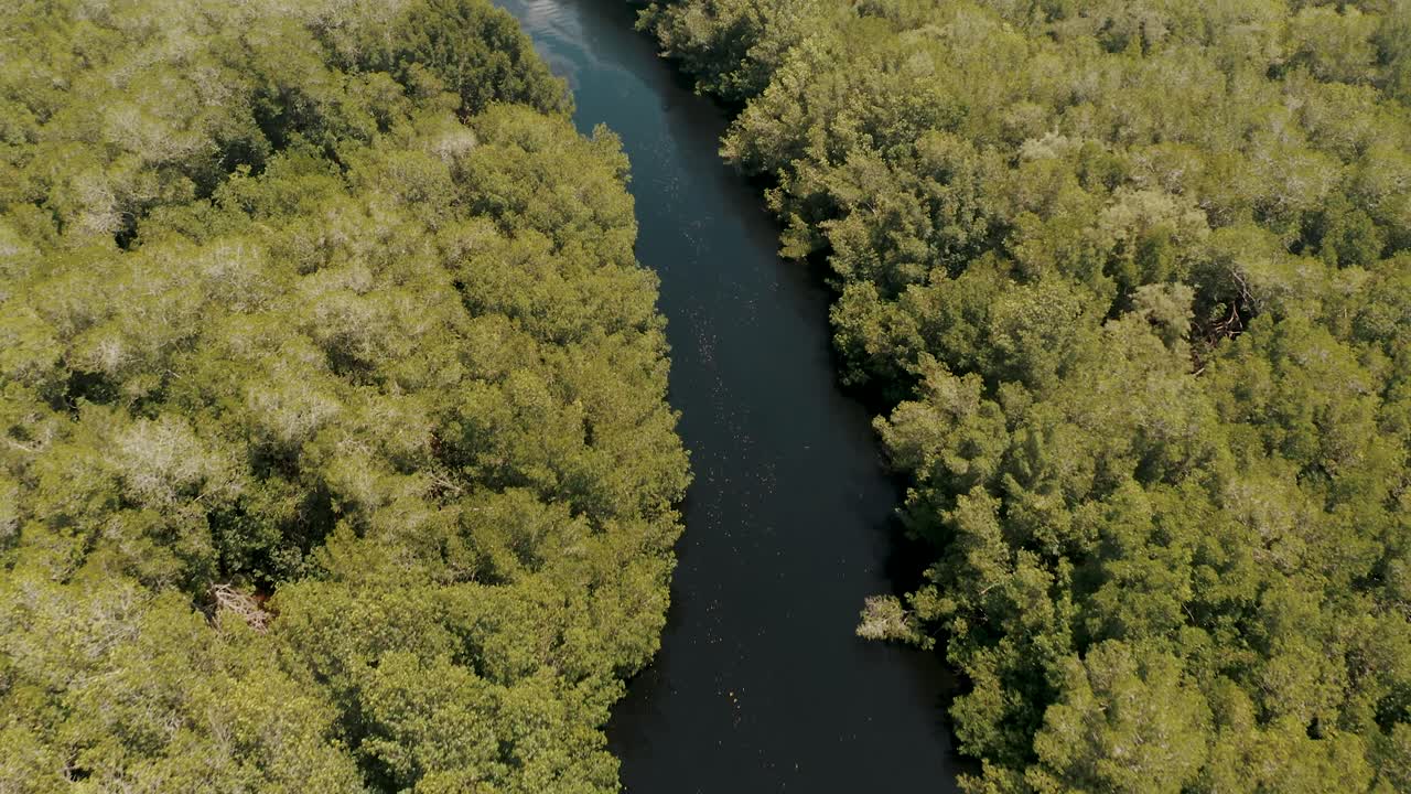 과테말라 에스쿠인틀라의 엘 파레돈 해변 근처에 맹그로브 나무가 있는 강