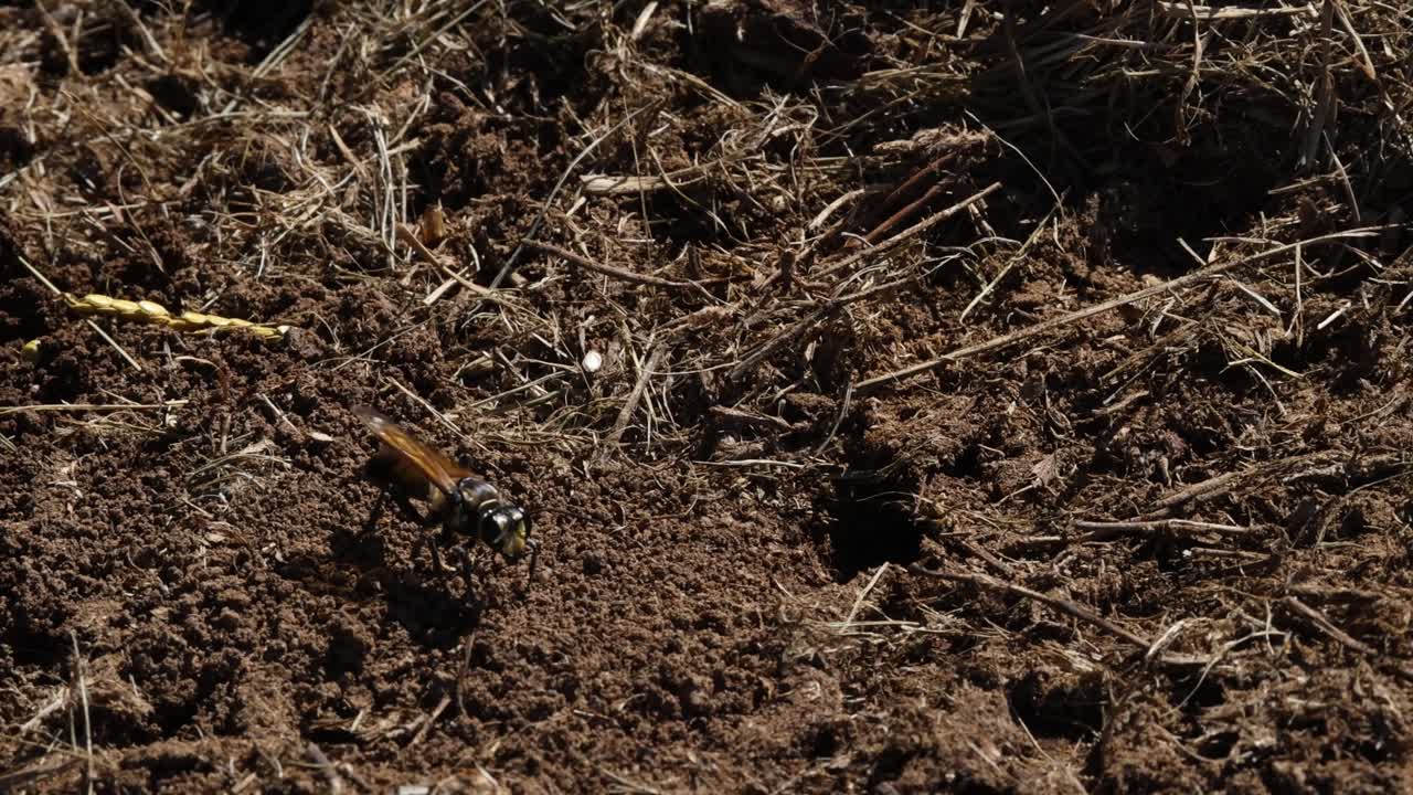 Vespe che si muovono su terra e detriti