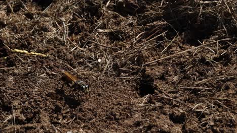 wasps moving and interacting on soil and debris