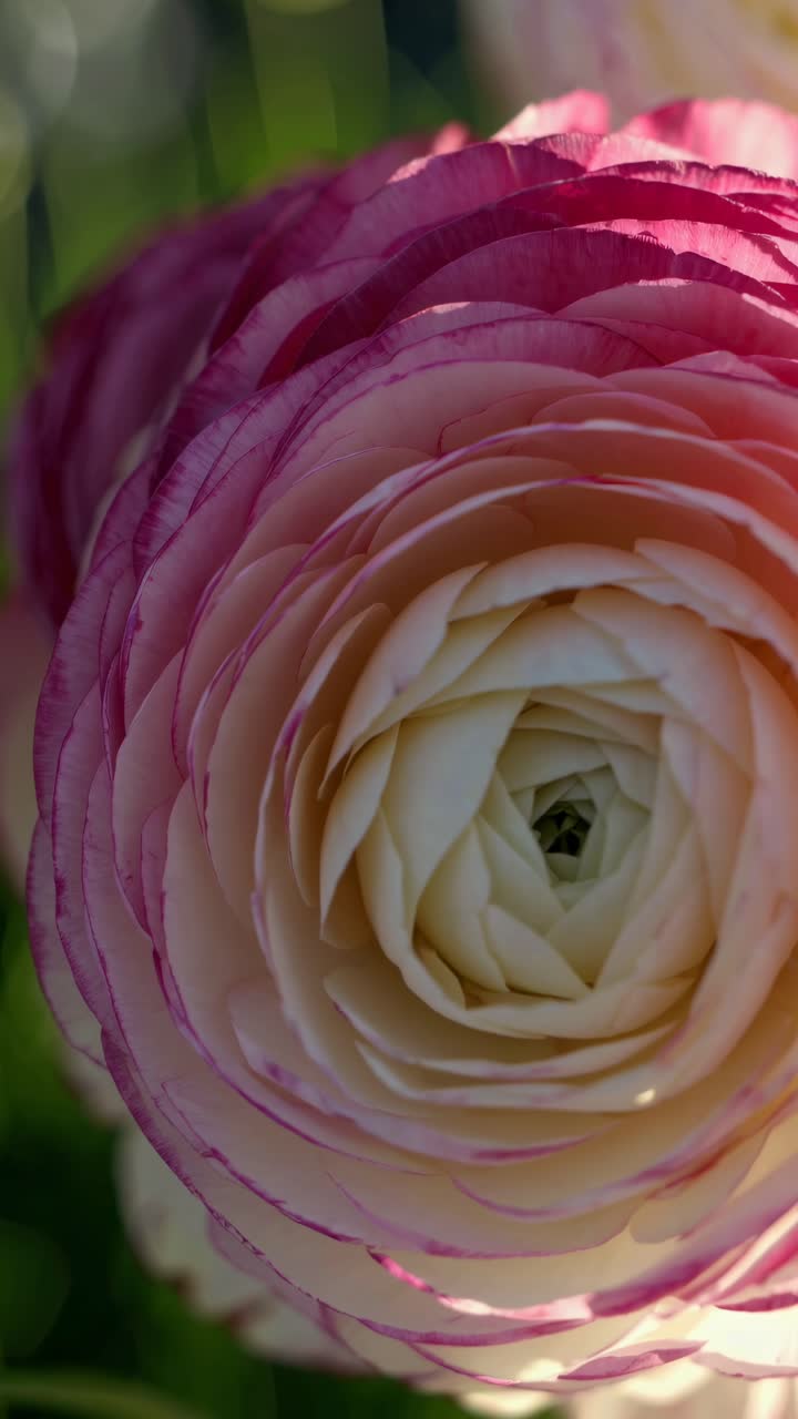 Close-up video shot of a blooming pink and white flower, capturing intricate petal details