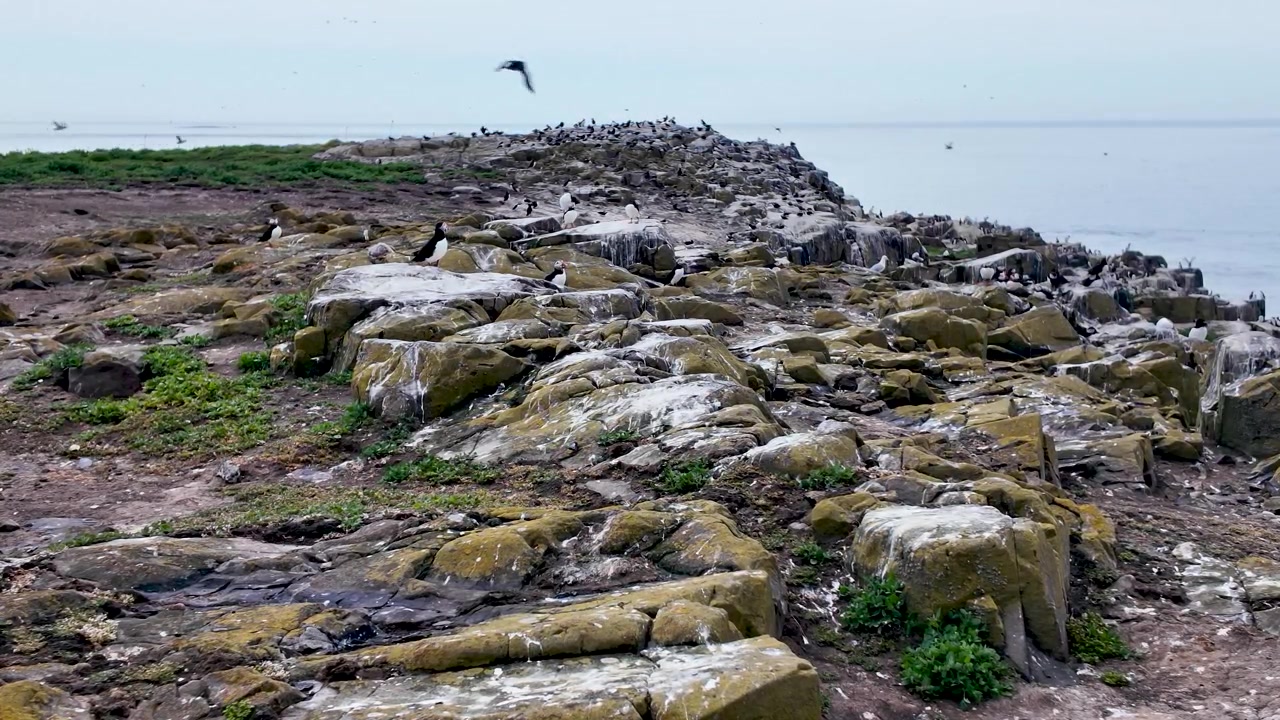 Søpapegøjer står og bevæger sig blandt guano-plettede klipper på en lav havfugle-forbjerg over roligt havvand.