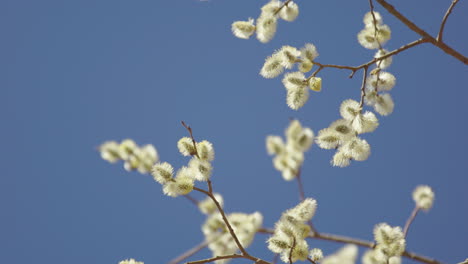 honey bees collecting pollen from fresh spring buds against blue sky, slowmo