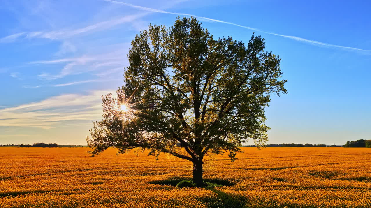 The sun behind a single tree in a field under a blue sky. Panning drone shot.