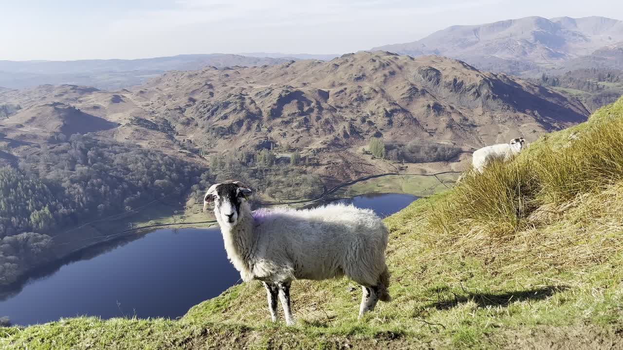 A sheep stands on a hillside above Rydal Water in the Lake District, England. Peaceful rural landscape with rolling fells, calm lake views, and classic British countryside scenery