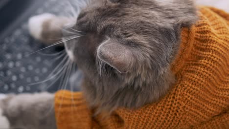 a gray cat works at a laptop, presses the keys with its paws, a businessman cat in a suit for cats. the cat is wearing a brown sweater that his owner knitted especially for the cat