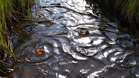 sunlight rippling on dark water with green grass