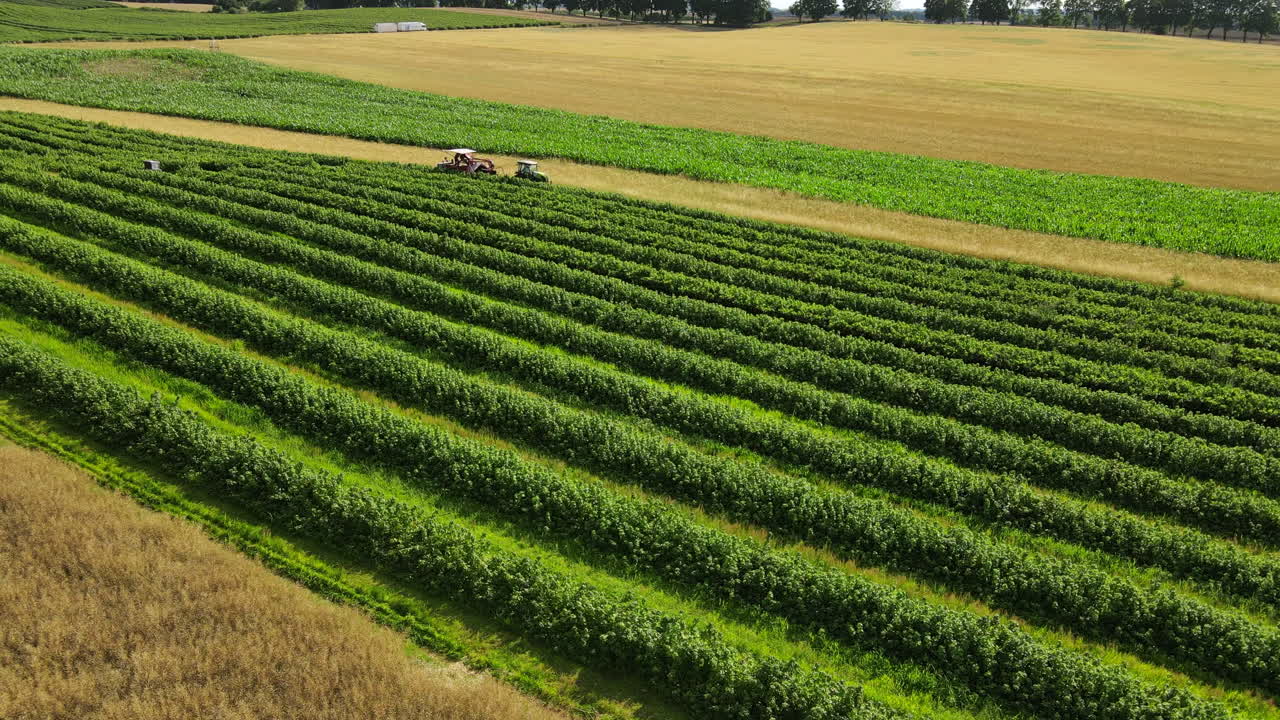 Drone shot rows of blackberry plants with two tractors aside