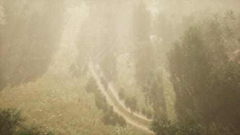 Camino-De-Tierra-A-Través-Del-Bosque-Caducifolio-En-La-Niebla