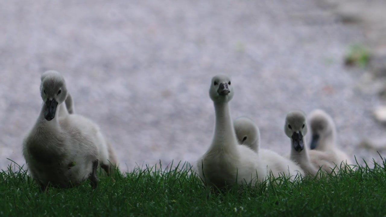 Gruppe junger Höckerschwäne geht am Walensee bei Walenstadt, Schweiz, Tierwelt, Familie und Naturansicht.