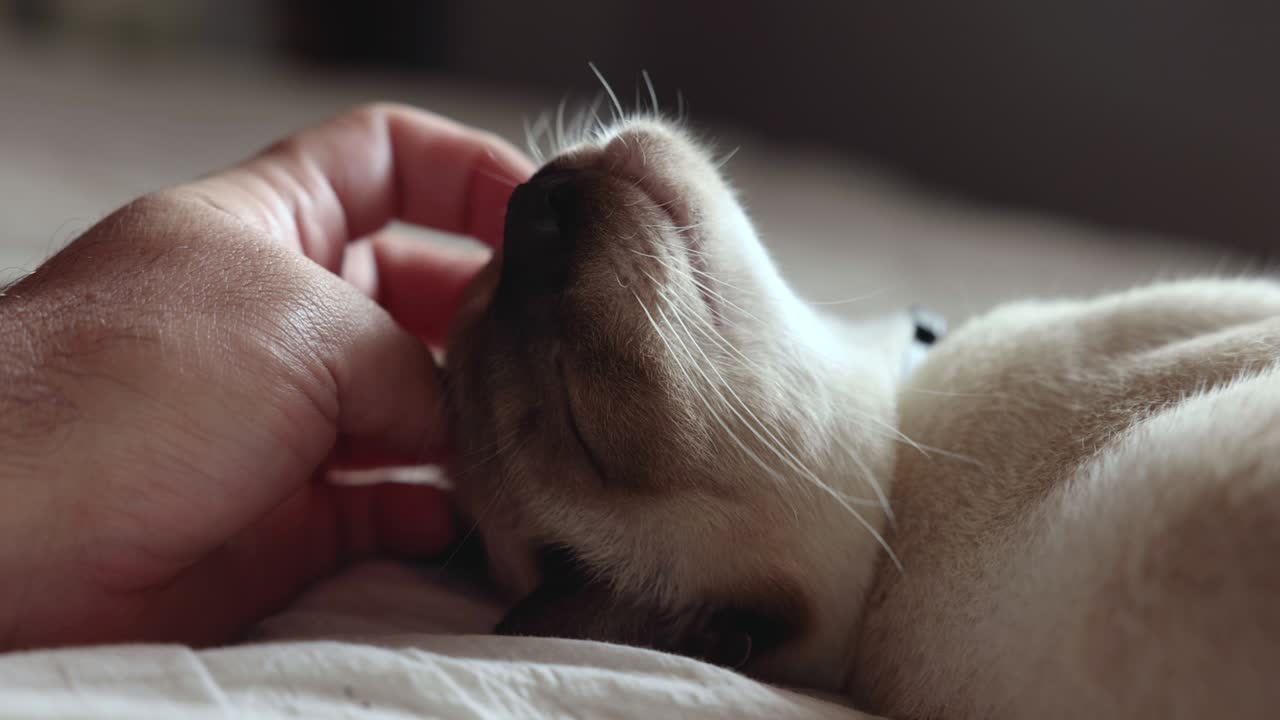 사랑스러운 고양이, 태국 고양이 및 시암 고양이