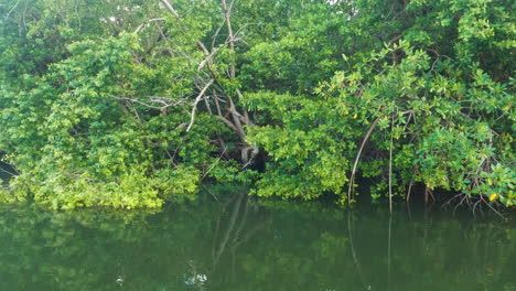 puerto rico río lago paisaje verde vegetación, aguas tranquilas, día