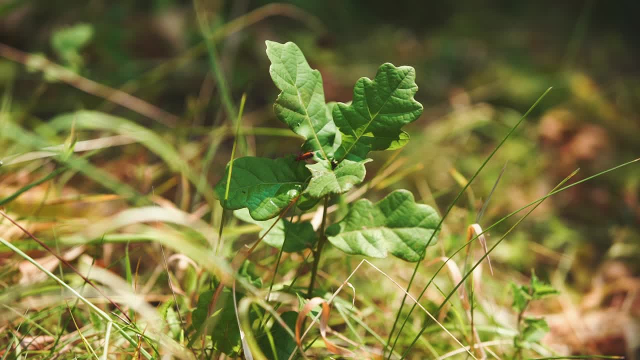 clip de cámara lenta de un escarabajo soldado rojo trepando a un pequeño árbol de roble