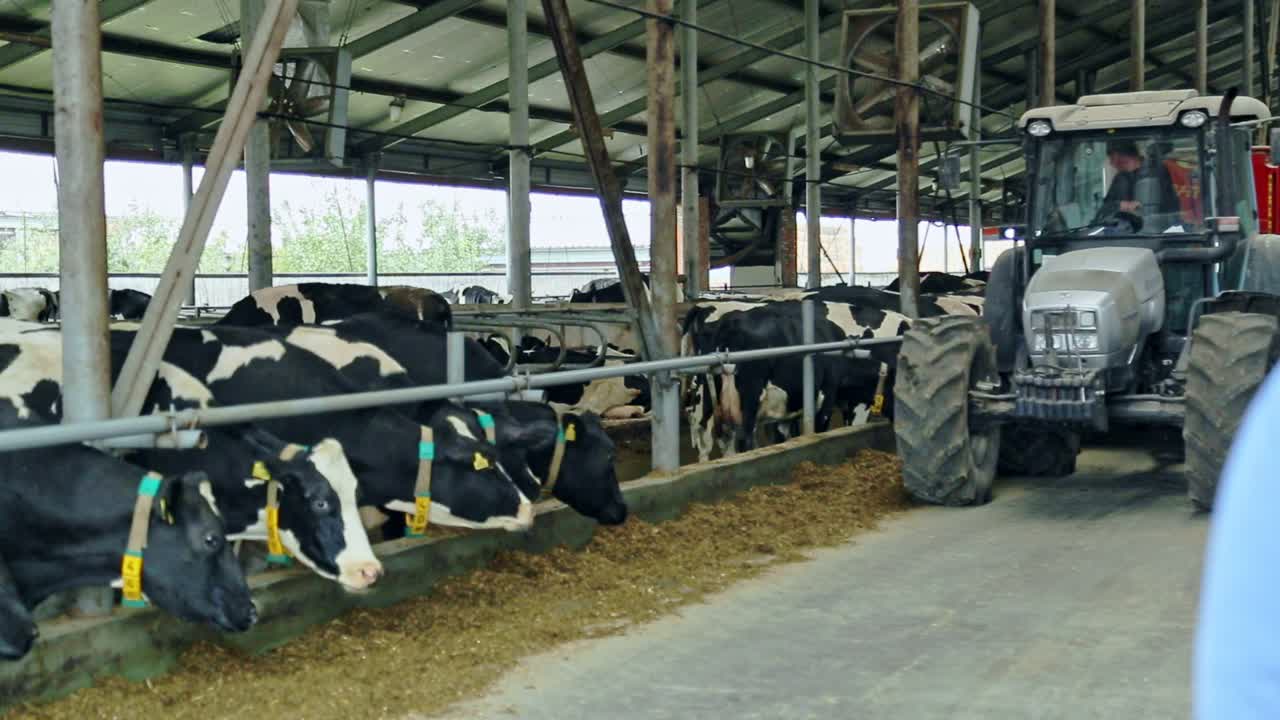 Livestock farm. Tractor in barn. Agriculture industry