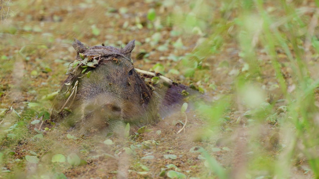 Un capibara riposa parzialmente sommerso nel fango, coperto di foglie. Perfetto per documentari sulla fauna selvatica o contenuti educativi sul comportamento animale.