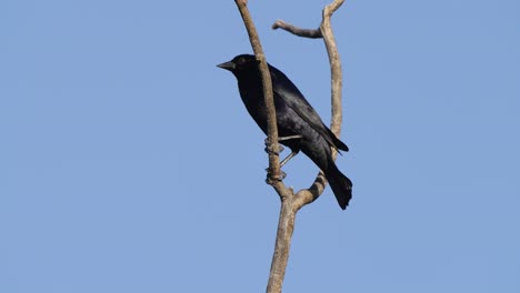 Elegant-black-cowbird,-molothrus-bonariensis-with-shiny-feather-standing-on-tree-branch-moving-its-head-in-random-motion,-scouting-for-potential-prey-or-predator-against-clear-blue-sky-background