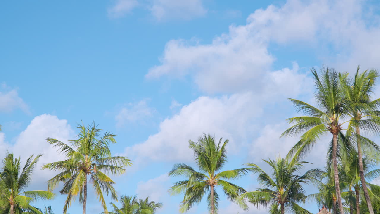 Rising Palm Trees Against Blue Clear And Sunny Sky With Fluffy White Clouds In Tropical Beach. Low Angle Shot