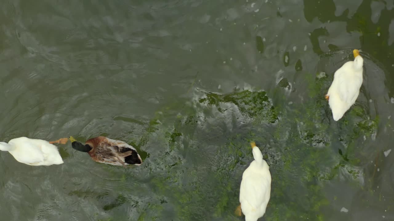 cuatro patos comiendo y nadando en el agua