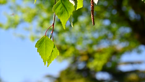 fondo naturaleza, hermoso sol brilla a través del soplo en el viento árbol hojas verdes, francia