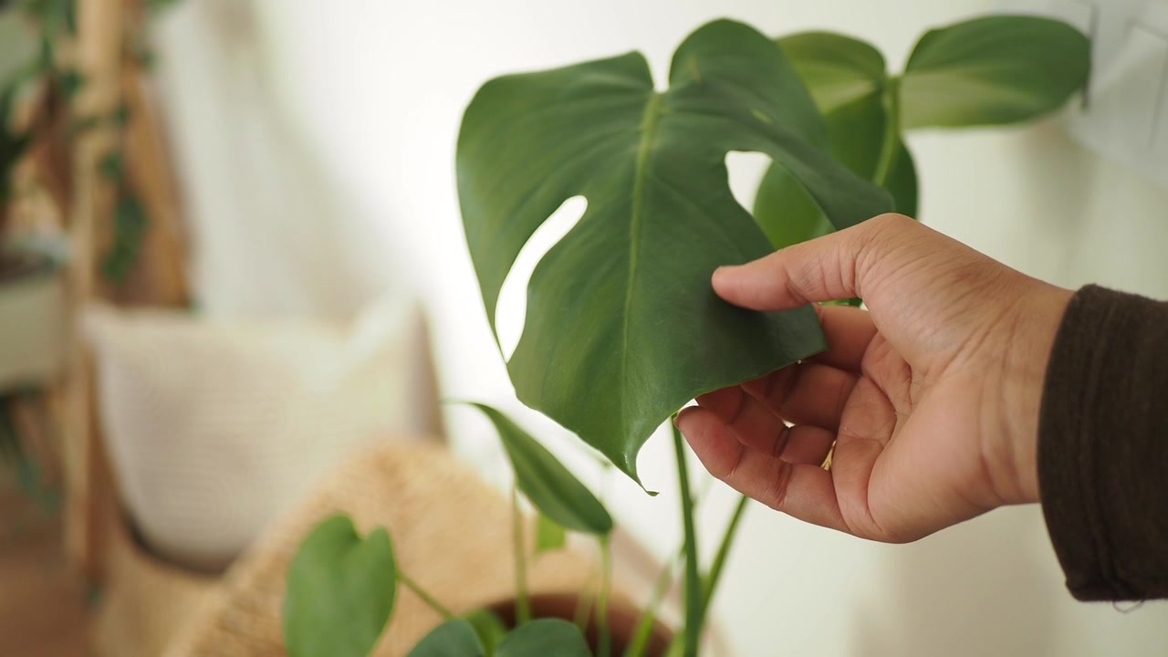 Mão Tocando Suavemente uma Folha Vibrante de Planta Monstera Verde