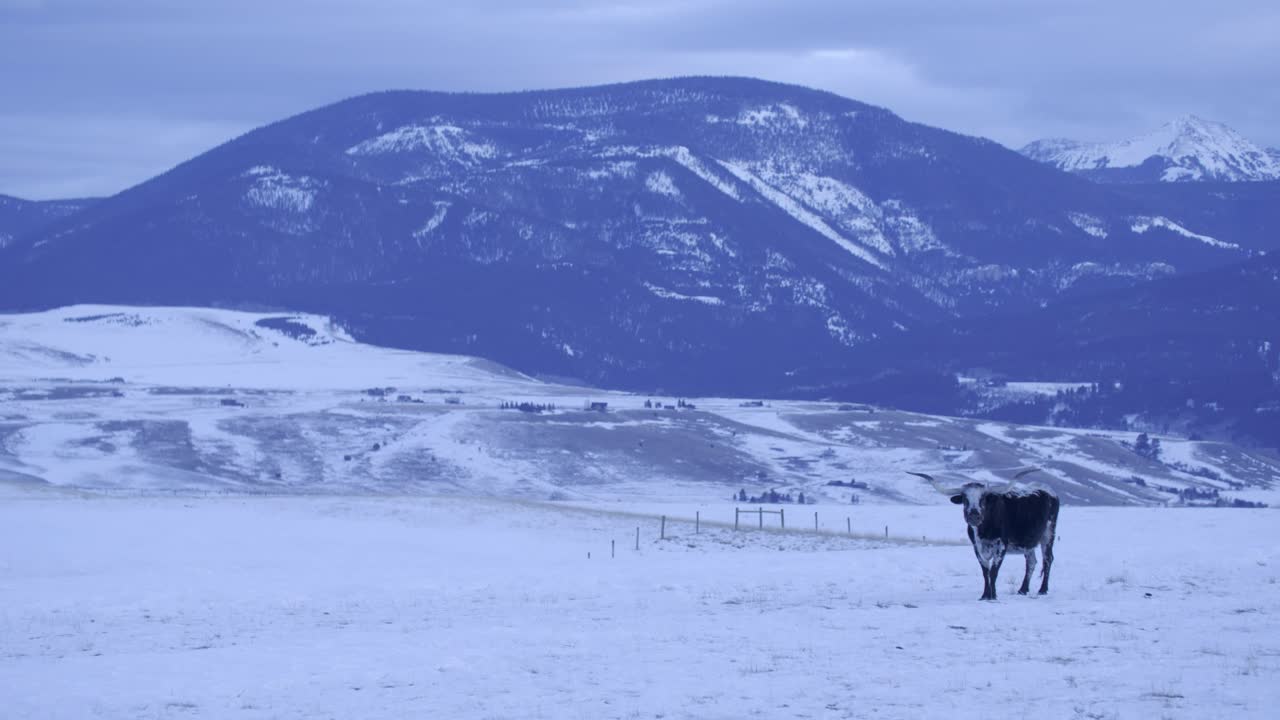 겨울 원더랜드의 텍사스 롱혼 눈 속의 목장