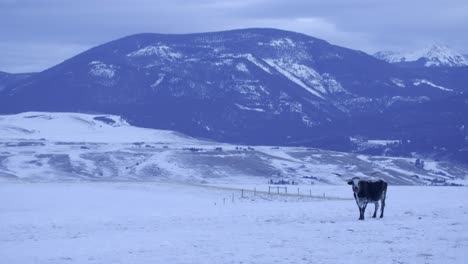 texas longhorn in winter wonderland ranch in snow