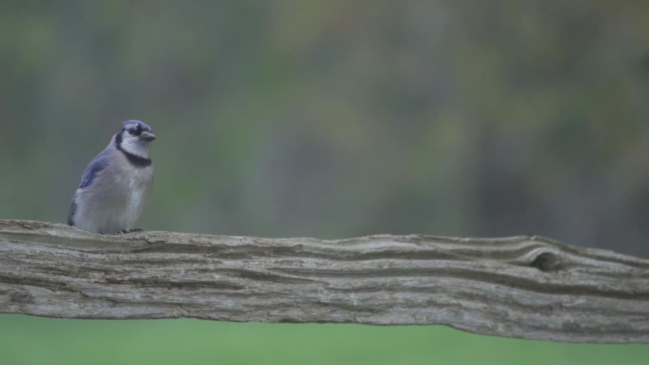 자리 잡은 블루 제이의 고립 된 초상화, 캐나다의 아름다운 송 버드