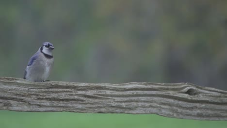 isolated portrait of a perched blue jay, beautiful songbird of canada