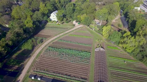 aerial: elevated flyover of a working farm in austin, texas revealing rows of greenery