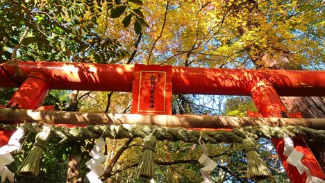 golden autumn in japan, beautiful red torii gate of shinto in a calm forest in fall