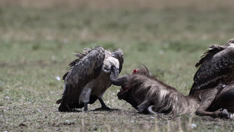 white-backed vulture  carcass