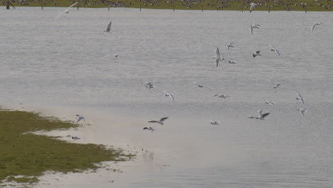 Bandada-De-Pájaros-Aterrizando-En-El-Agua-En-Cámara-Lenta