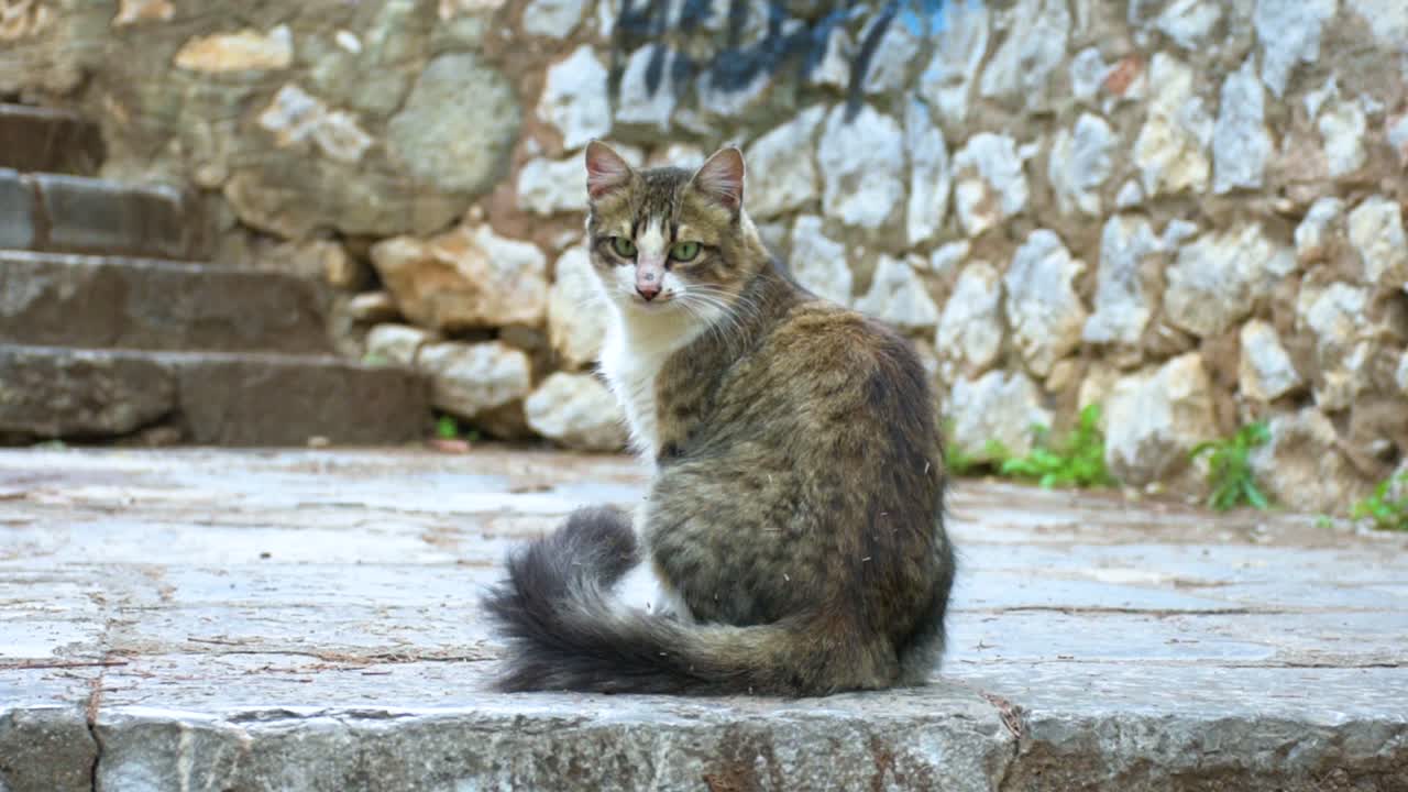 gato sentado y limpiándose