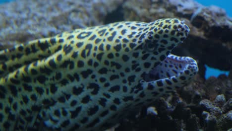 spotted large predatory fish muraena is a genus of 4k 2025 08 04 22 12 03 utc.mov | adventure, animal, aquarium, aquatic