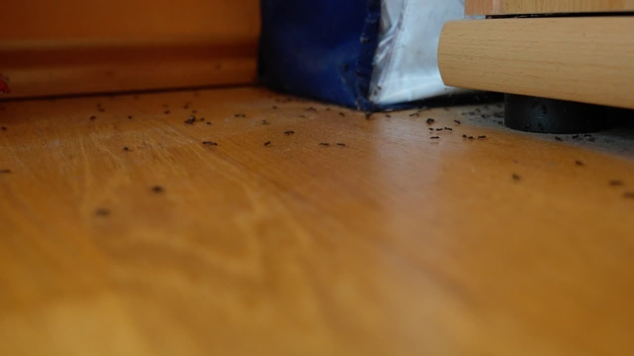 Ants navigate across indoor floor near base of furniture, detailed and close up angle
