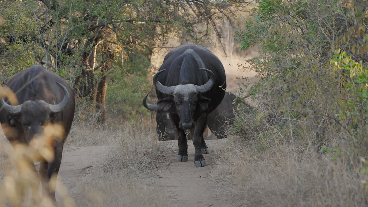 Buffalo herd walking on a path in African savanna