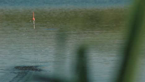 Flotador-En-El-Lago-Y-Luego-Aparece-Con-El-Pez-Capturado