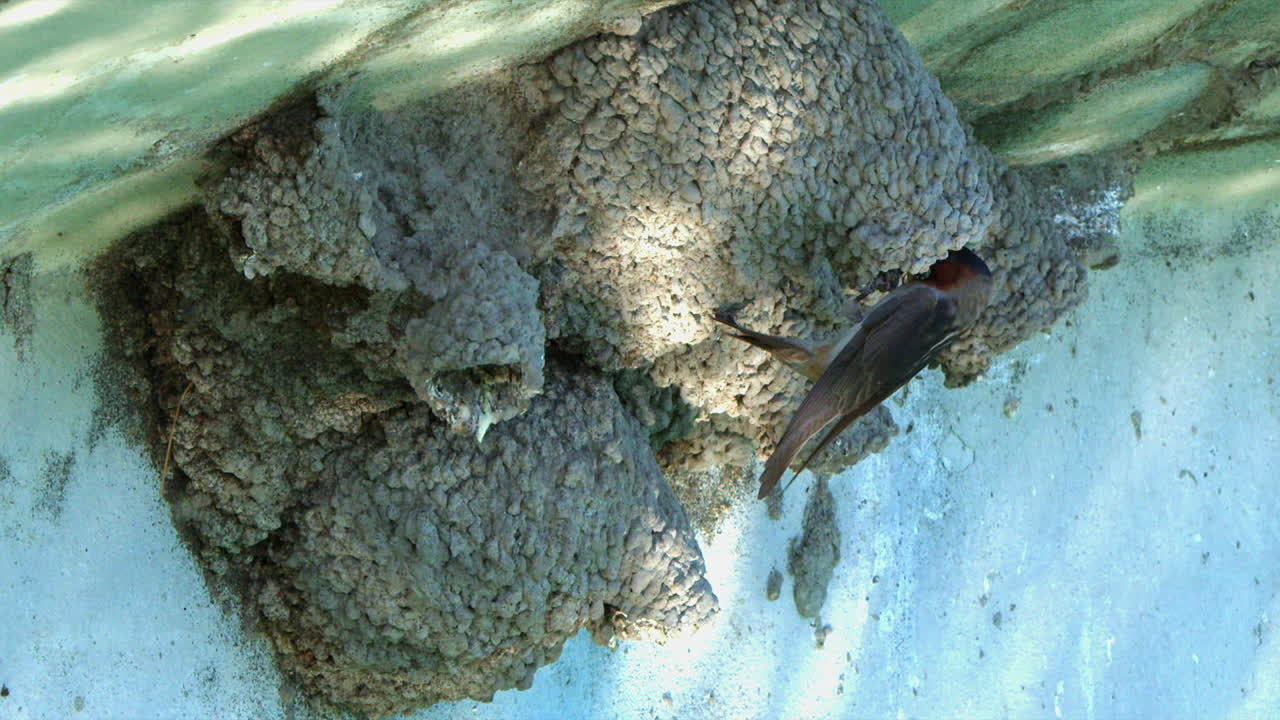 Animal nature: Cliff Swallow brings food to mud nest colony over water