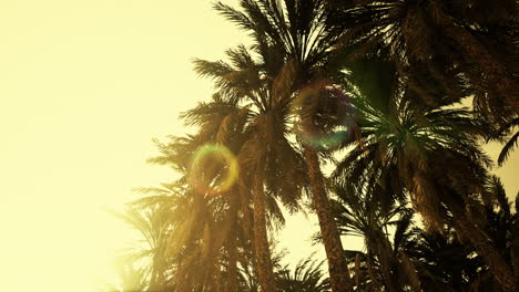 la parte inferior del árbol de coco con cielo despejado y sol brillante