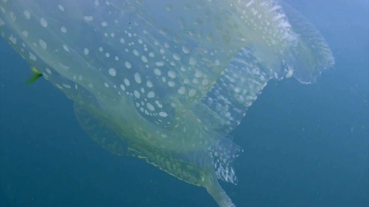 상자 젤리 클로즈업