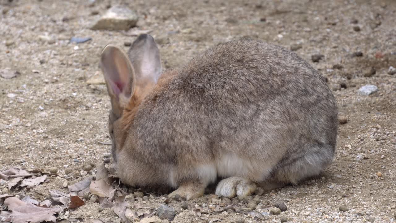 alimentación de conejos domésticos en el zoológico. de cerca