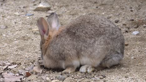 alimentación de conejos domésticos en el zoológico. de cerca