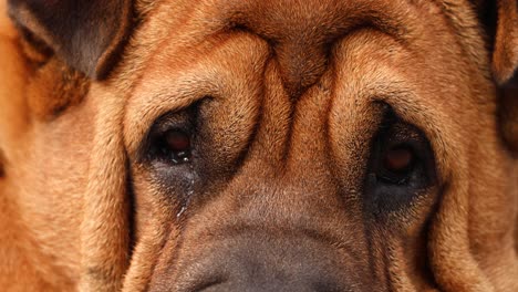 Detail-View-Wrinkled-Face-And-Head-Of-Shar-Pei-Dog-Breed-Sleeping