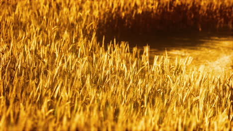 el campo de centeno maduro al atardecer