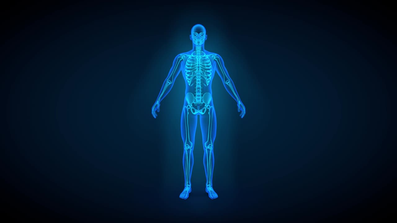 4 vídeos en 1, escaneo de rayos x azul del cuerpo masculino con órganos y esqueleto - 4k 60fps uhd animaciones de bucle sin costuras en 3d