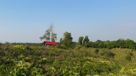 typical sylhet pineapple field farmland, red hut on background, wide shot