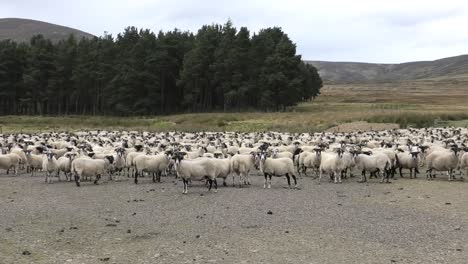 sheep flock gathered for dipping